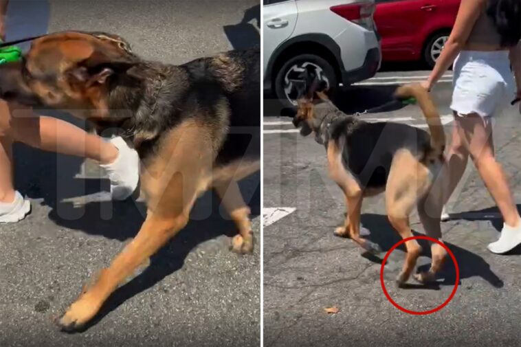 woman-rages-at-dog-owner-walking-pet-on-hot-socal-parking-lot-amid-scorching-heatwave:-‘this-is-animal-abuse!’