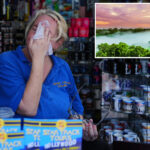 swampy-socal-sets-record-for-heat-misery:-‘comparable-to-the-amazon-rainforest’