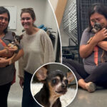 heartwarming-moment-dog-is-reunited-with-‘bawling’-owner-—-12-years-after-she-vanished