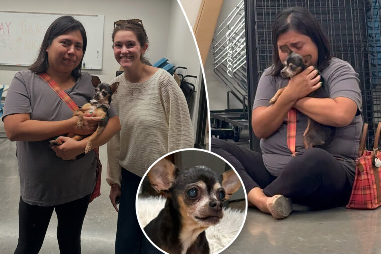 heartwarming-moment-dog-is-reunited-with-‘bawling’-owner-—-12-years-after-she-vanished