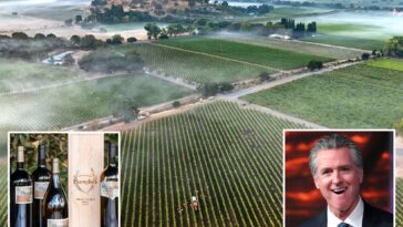 gavin-newsom’s-winery-revealed-as-only-one-to-get-state-payout-for-wildfires-—-as-vineyard-bosses-explode