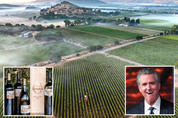 gavin-newsom’s-winery-revealed-as-only-one-to-get-state-payout-for-wildfires-—-as-vineyard-bosses-explode