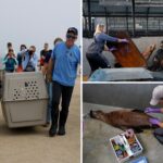 disoriented-california-sea-lions-sickened-by-brain-altering-toxin:-‘not-their-normal-selves’