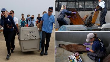 disoriented-california-sea-lions-sickened-by-brain-altering-toxin:-‘not-their-normal-selves’