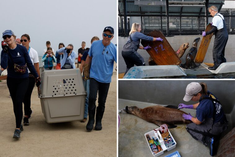 disoriented-california-sea-lions-sickened-by-brain-altering-toxin:-‘not-their-normal-selves’