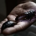 why-scientists-are-turning-cockroaches-into-cyborgs