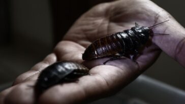 why-scientists-are-turning-cockroaches-into-cyborgs