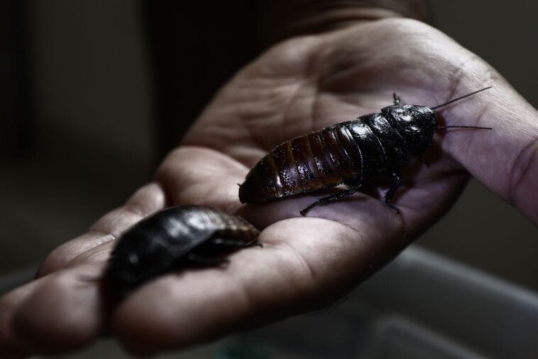 why-scientists-are-turning-cockroaches-into-cyborgs