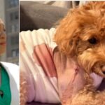 nyc-judge-frees-man-accused-of-shooting-service-dog-of-woman-with-down-syndrome-while-attempting-to-kill-man