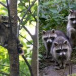 rabid-raccoon-cases-in-nyc-see-terrifying-57%-increase-over-last-year-as-residents-express-rabies-fears