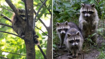 rabid-raccoon-cases-in-nyc-see-terrifying-57%-increase-over-last-year-as-residents-express-rabies-fears
