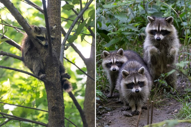 rabid-raccoon-cases-in-nyc-see-terrifying-57%-increase-over-last-year-as-residents-express-rabies-fears