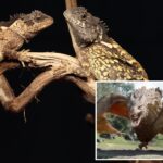 scientists-discover-real-life-‘house-of-the-dragon’-lizard-in-thai-mountains