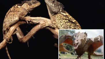 scientists-discover-real-life-‘house-of-the-dragon’-lizard-in-thai-mountains
