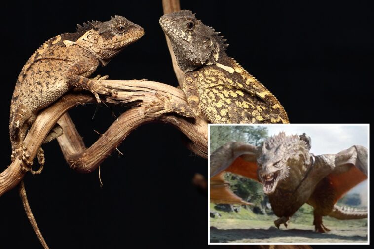 scientists-discover-real-life-‘house-of-the-dragon’-lizard-in-thai-mountains
