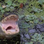 triathlete-who-survived-alligator-attack-tells-harrowing-story-of-his-escape:-‘i-got-super-lucky’
