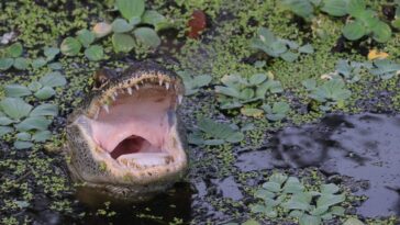 triathlete-who-survived-alligator-attack-tells-harrowing-story-of-his-escape:-‘i-got-super-lucky’
