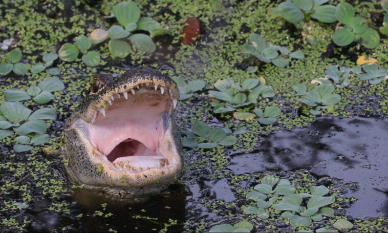 triathlete-who-survived-alligator-attack-tells-harrowing-story-of-his-escape:-‘i-got-super-lucky’