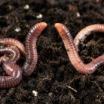 worm-girl-asks-worm-boyfriend-if-he’d-still-love-her-if-she-were-a-human