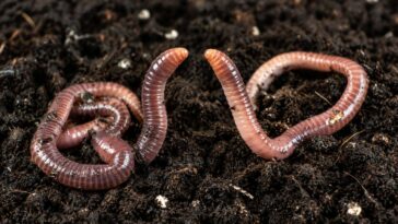 worm-girl-asks-worm-boyfriend-if-he’d-still-love-her-if-she-were-a-human