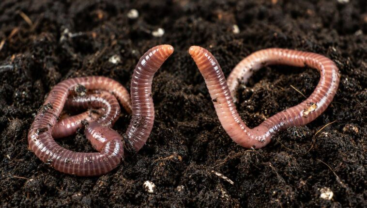 worm-girl-asks-worm-boyfriend-if-he’d-still-love-her-if-she-were-a-human
