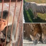 135-wild-animals-seized-from-cartel-zoo-as-mexican-security-forces-search-for-stolen-fuel-leads-to-shocking-discovery