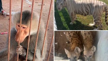 135-wild-animals-seized-from-cartel-zoo-as-mexican-security-forces-search-for-stolen-fuel-leads-to-shocking-discovery