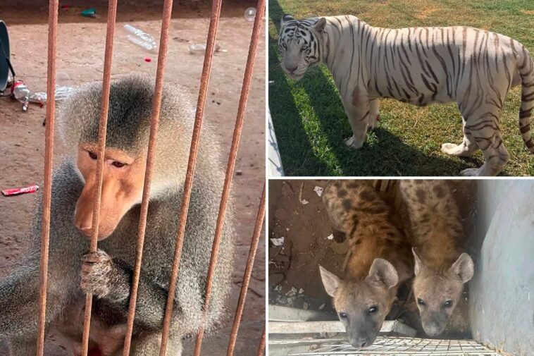 135-wild-animals-seized-from-cartel-zoo-as-mexican-security-forces-search-for-stolen-fuel-leads-to-shocking-discovery