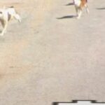 horror:-pack-of-pitbulls-that-terrorized-community-for-years-fatally-mauls-elderly-illinois-man-–-photo-of-killer-dogs-caught-on-google-street-view-images!