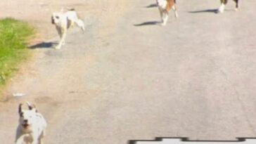 horror:-pack-of-pitbulls-that-terrorized-community-for-years-fatally-mauls-elderly-illinois-man-–-photo-of-killer-dogs-caught-on-google-street-view-images!