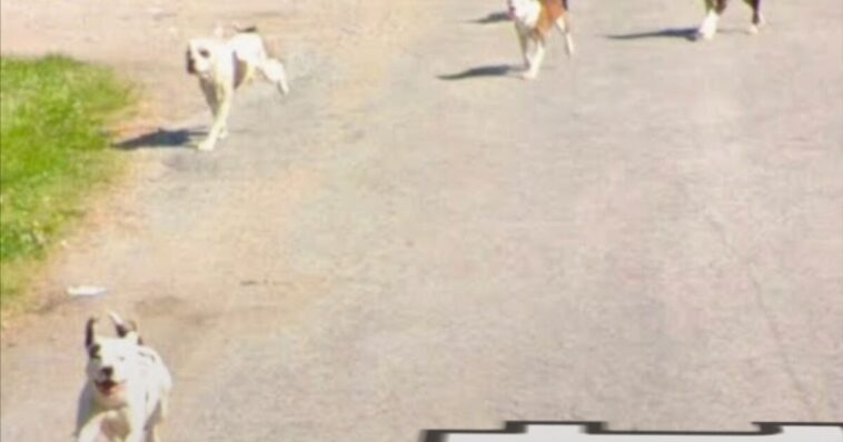 horror:-pack-of-pitbulls-that-terrorized-community-for-years-fatally-mauls-elderly-illinois-man-–-photo-of-killer-dogs-caught-on-google-street-view-images!