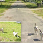chilling-google-maps-images-captured-where-man-was-killed-by-pack-of-dogs