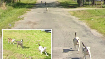 chilling-google-maps-images-captured-where-man-was-killed-by-pack-of-dogs