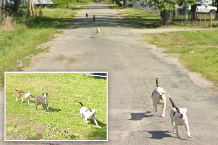chilling-google-maps-images-captured-where-man-was-killed-by-pack-of-dogs