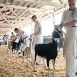 north-carolina-warns-mobile-petting-zoo-visitors-of-rabies-exposure-after-baby-goats-test-positive