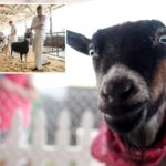 north-carolina-warns-petting-zoo-visitors-of-rabies-exposure-after-baby-goats-test-positive