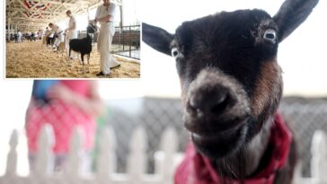 north-carolina-warns-petting-zoo-visitors-of-rabies-exposure-after-baby-goats-test-positive