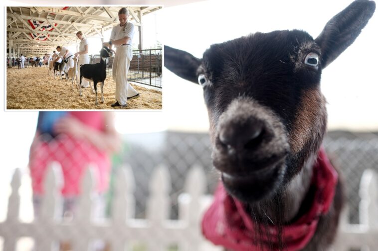 north-carolina-warns-petting-zoo-visitors-of-rabies-exposure-after-baby-goats-test-positive