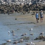 shark-sightings-surge-along-southern-maine-coast-as-experts-explain-what’s-driving-the-spike