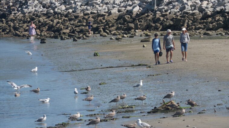 shark-sightings-surge-along-southern-maine-coast-as-experts-explain-what’s-driving-the-spike