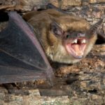 new-york-homes-plagued-by-bats-as-pest-control-calls-surge-this-summer