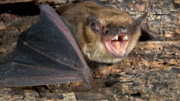 new-york-homes-plagued-by-bats-as-pest-control-calls-surge-this-summer