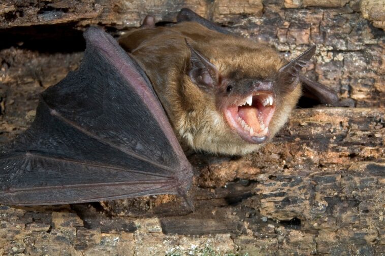 new-york-homes-plagued-by-bats-as-pest-control-calls-surge-this-summer