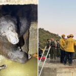 mother-bear-and-three-cubs-found-trapped-in-bizarre-spot-in-california