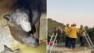 mother-bear-and-three-cubs-found-trapped-in-bizarre-spot-in-california