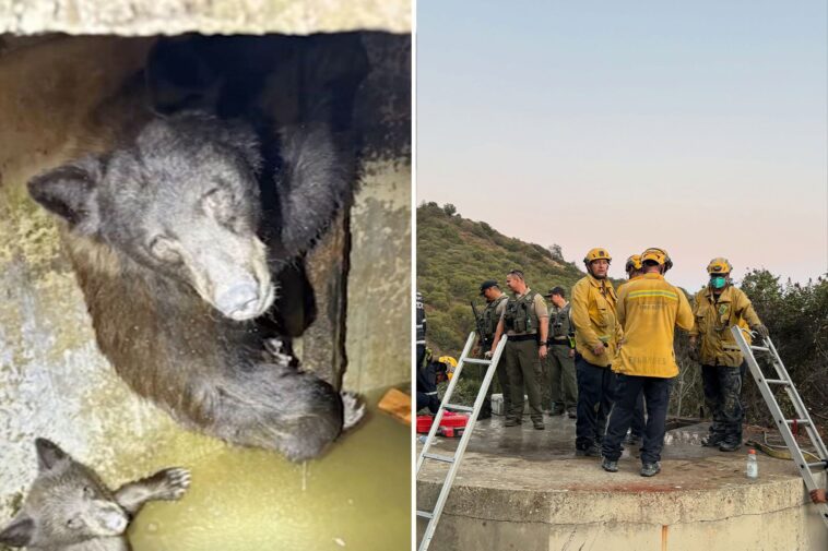mother-bear-and-three-cubs-found-trapped-in-bizarre-spot-in-california