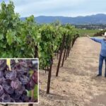 crisis-hits-napa-valley-as-ranches-left-to-rot-while-wine-industry-teeters-on-a-knife’s-edge