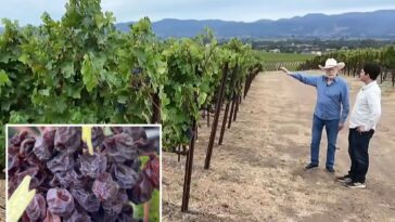 crisis-hits-napa-valley-as-ranches-left-to-rot-while-wine-industry-teeters-on-a-knife’s-edge