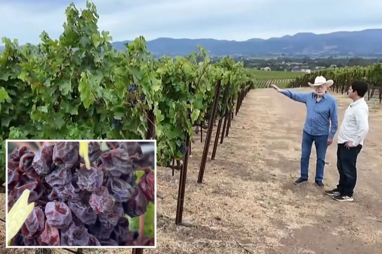 crisis-hits-napa-valley-as-ranches-left-to-rot-while-wine-industry-teeters-on-a-knife’s-edge