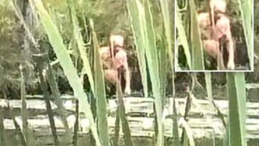 ny-bigfoot-sighting-of-‘syracuse-figure’-may-have-gross-nsfw-explanation:-‘inhuman’